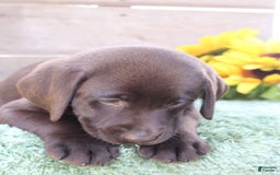 Labrador Retriever dogs for sale: Dixie - Image 3