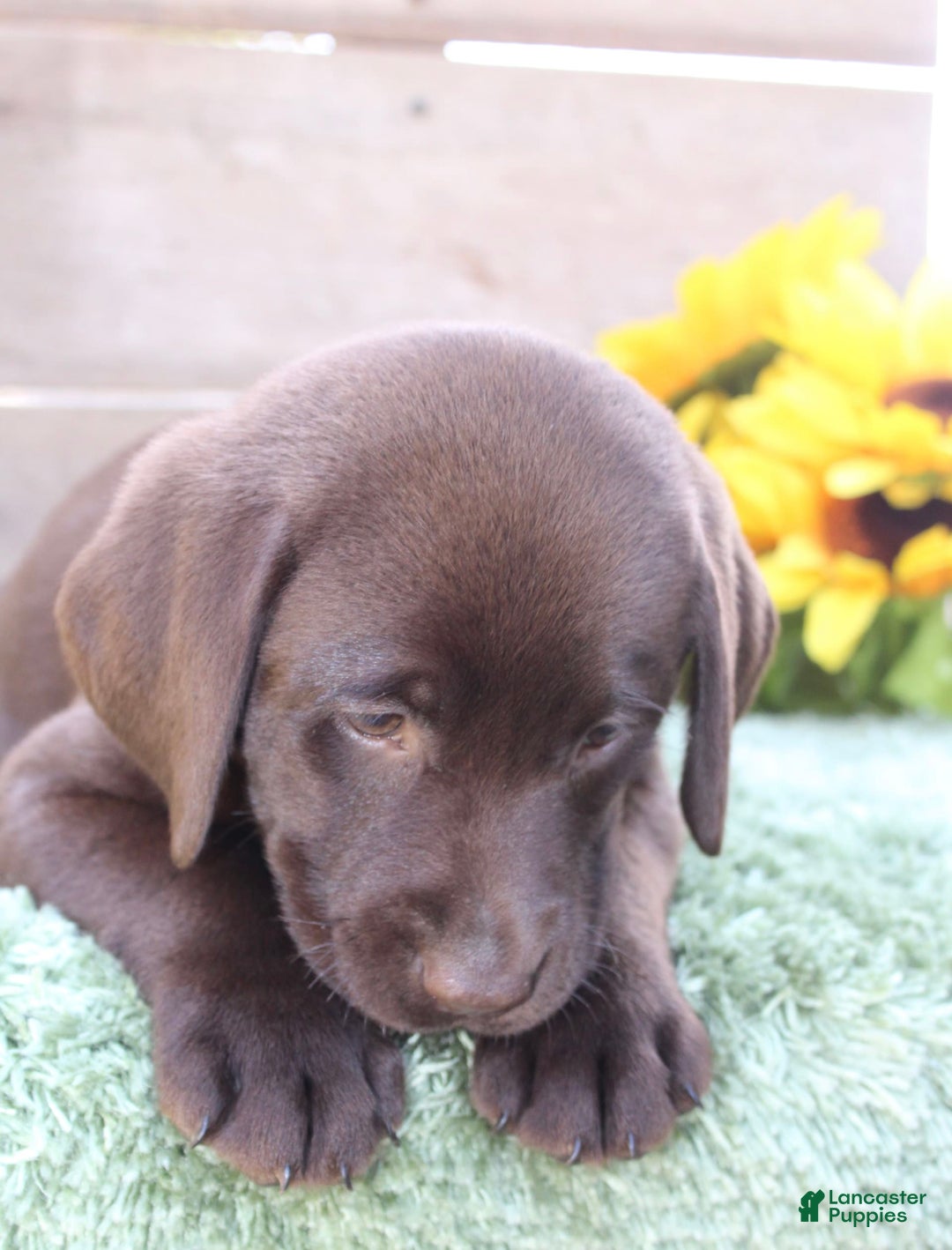 Labrador Retriever dogs for sale: Dixie - Image 3