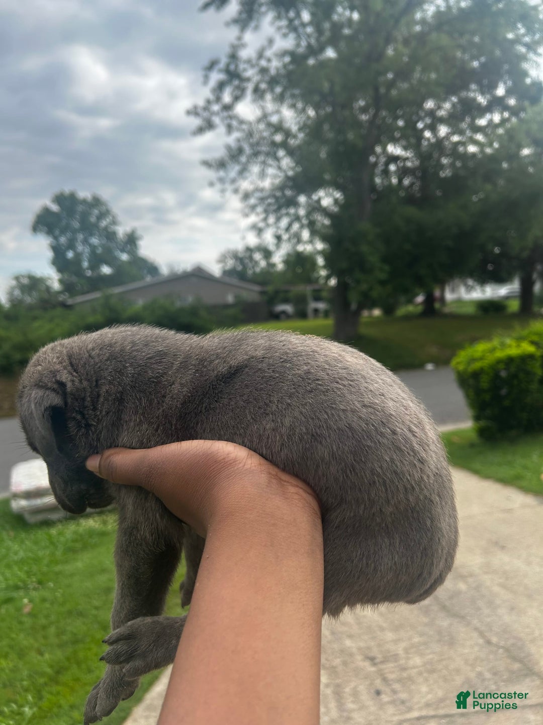 Cane Corso dogs for sale: Little Blue - Image 3