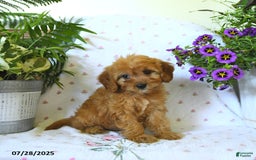 Cavapoo dogs for sale: Winnie - Image 3