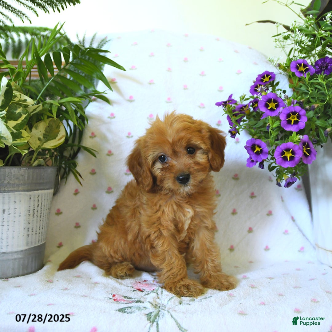 Cavapoo dogs for sale: Winnie - Image 3