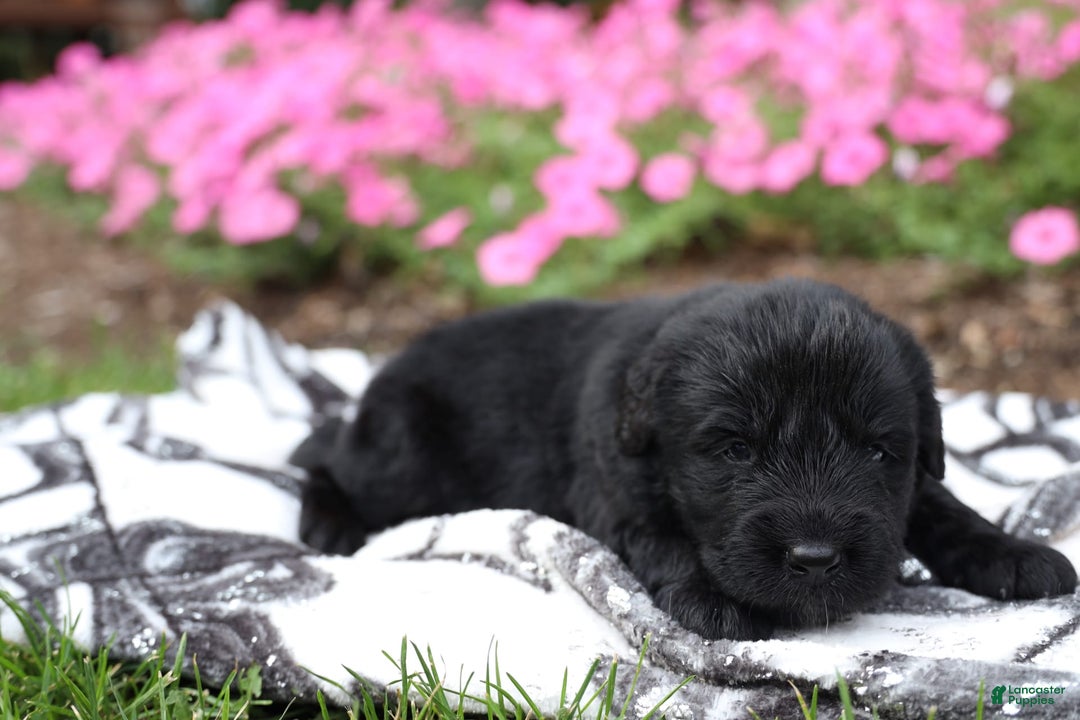 Newfoundland dogs for sale: Bear - Image 3