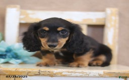 Miniature Dachshund dogs for sale: Kirt - Image 4