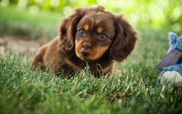 Miniature Dachshund dogs for sale: Harry - Image 6