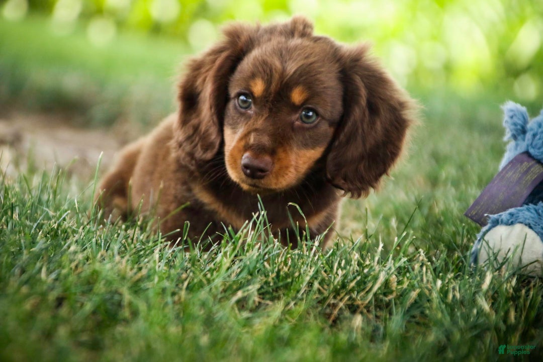 Miniature Dachshund dogs for sale: Harry - Image 6