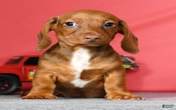 Miniature Dachshund dogs for sale: Diana - Image 8