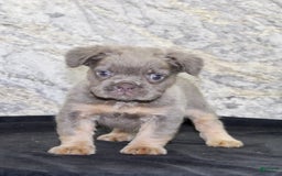 French Bulldog dogs for sale: Marline - Image 6