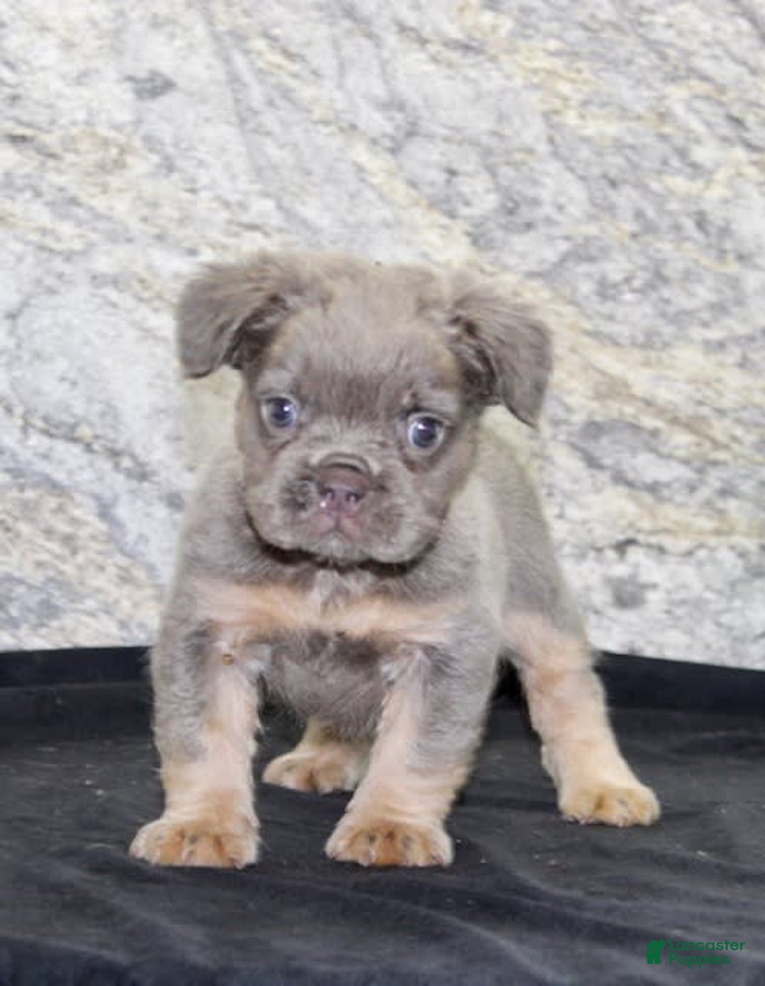 French Bulldog dogs for sale: Marline - Image 6