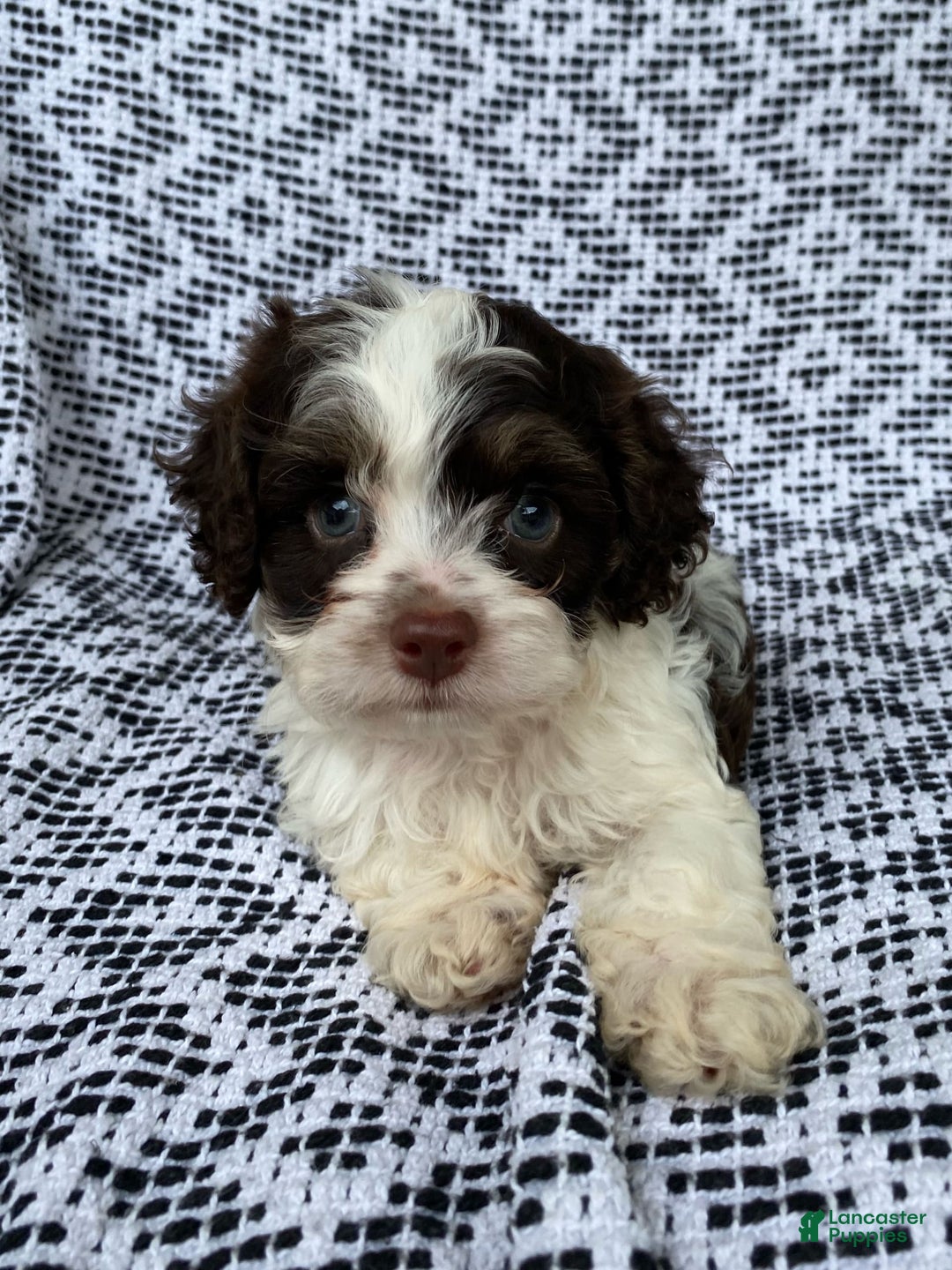 Cockapoo dogs for sale: Teddy - Image 4