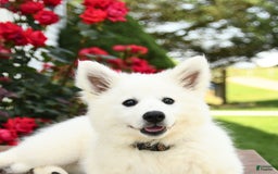 American Eskimo dogs for sale: Meadow - Image 9