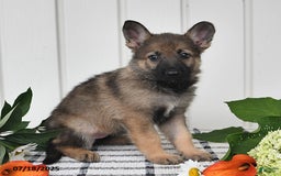 German Shepherd dogs for sale: Lulu - Image 3
