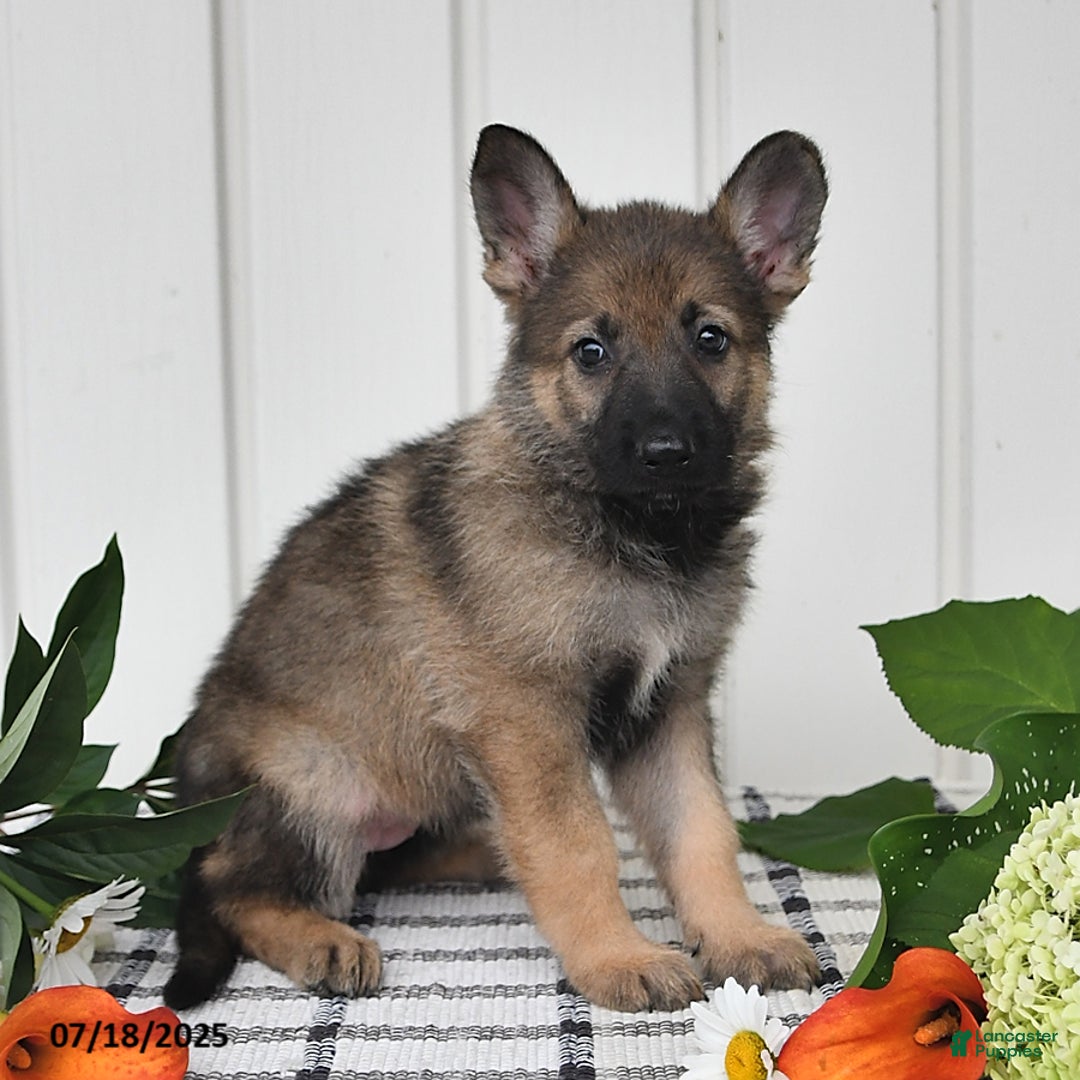 German Shepherd dogs for sale: Lulu - Image 3