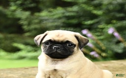 Pug dogs for sale: Trigger - Image 3