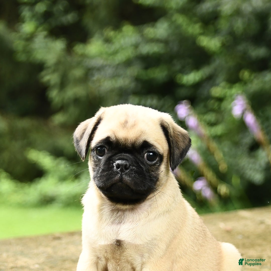 Pug dogs for sale: Trigger - Image 3