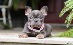 French Bulldog dogs for sale: Nora - Image 7