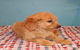  dogs for sale: Mini Goldendoodle 5 puppies - Image 35