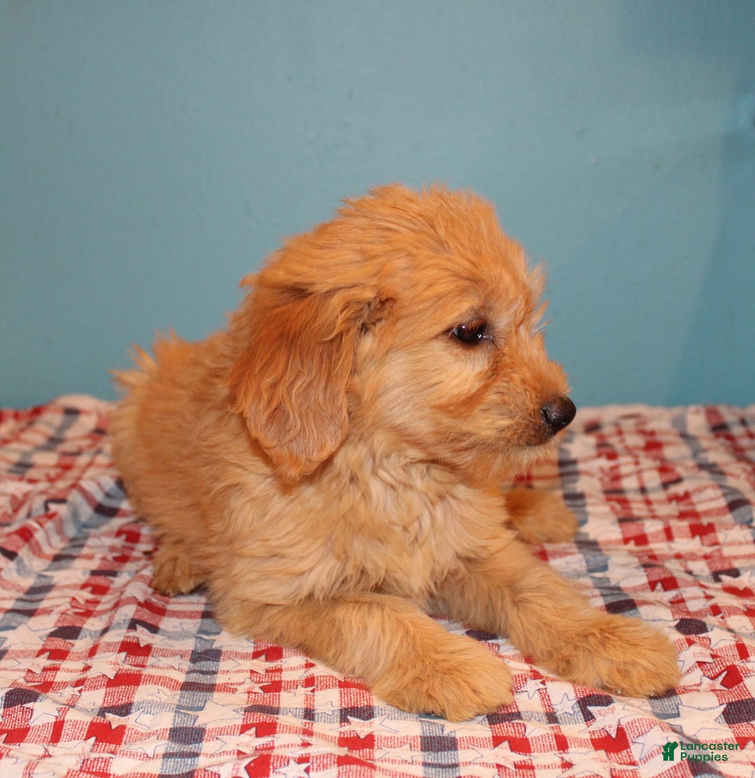  dogs for sale: Mini Goldendoodle 5 puppies - Image 35