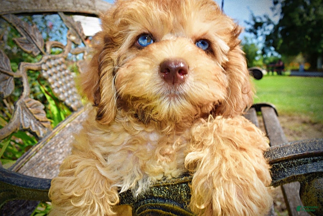 Havapoo dogs for sale: Fancy - Image 9