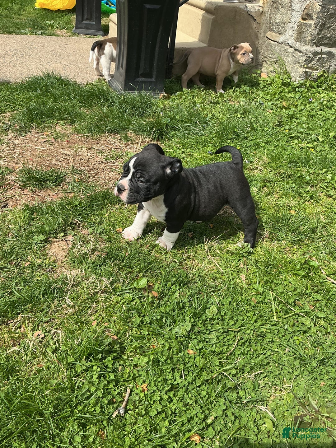 American Bully dogs for sale: Luna Black - Image 5
