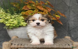Malshi dogs for sale: Roy - Image 4