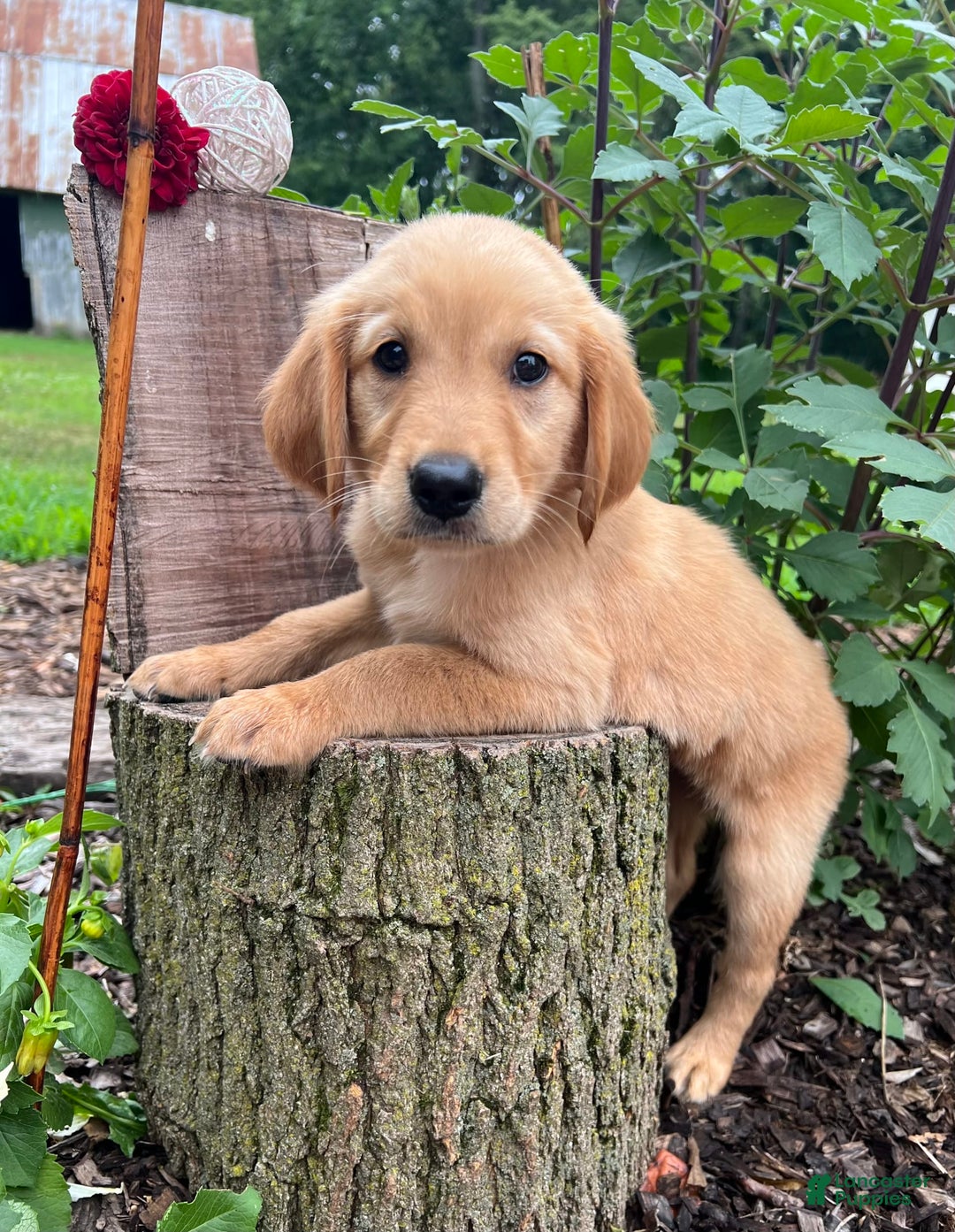 Golden Retriever dogs for sale: Scout - Image 4