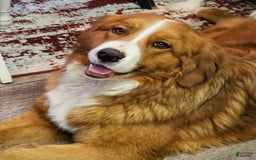 Bernese Mountain Dog dogs for sale: Pink Collar - Image 3