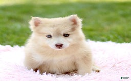 Pomsky dogs for sale: Darla - Image 2