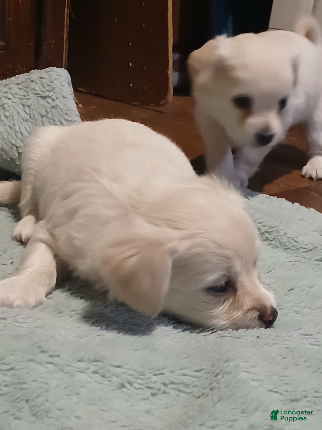 Chihuahua dogs for sale: Fluffy white Puppies - Image 15