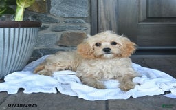 Cavapoo dogs for sale: Skye - Image 9