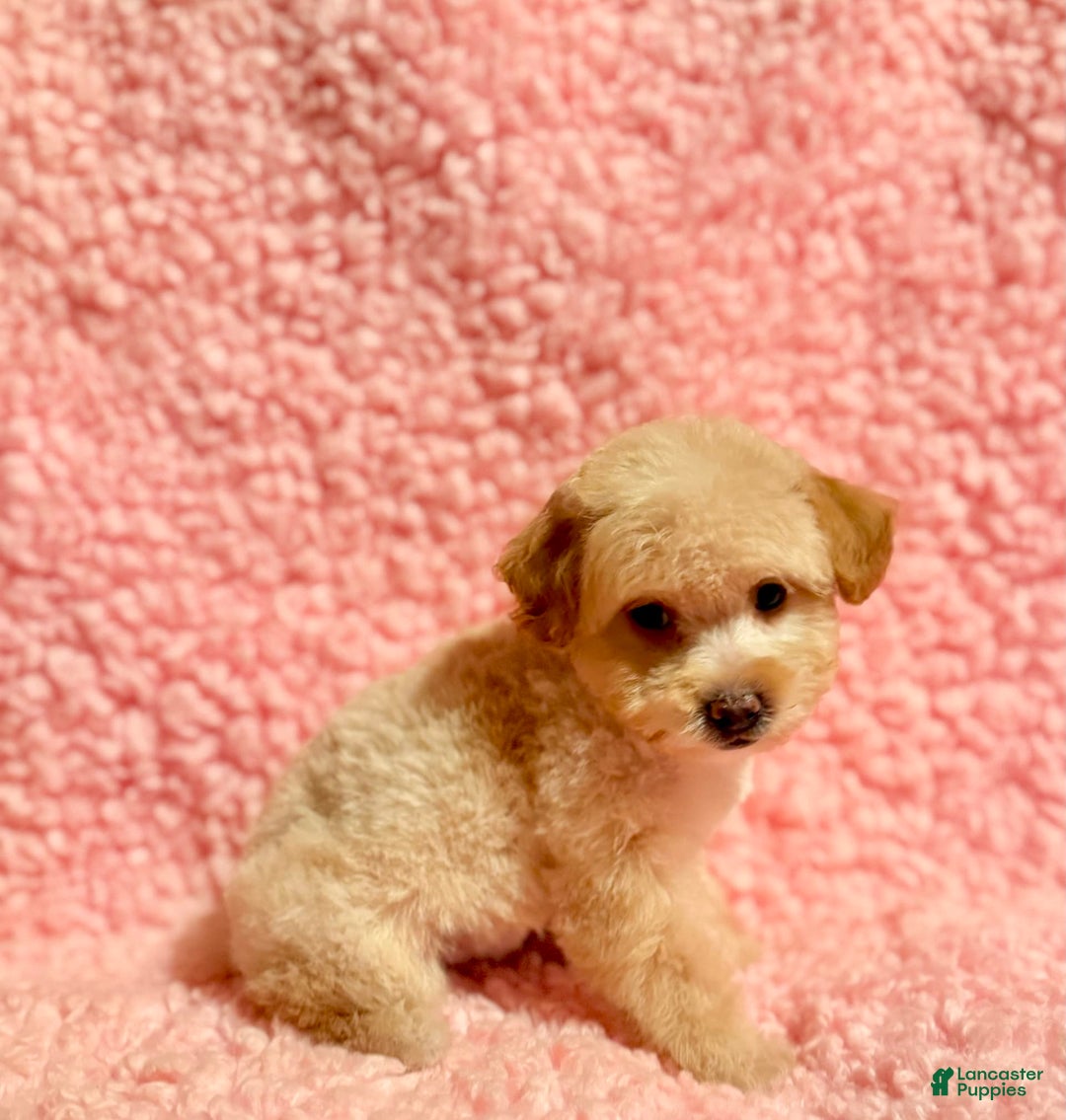 Toy Poodle dogs for sale: Tina - Image 4