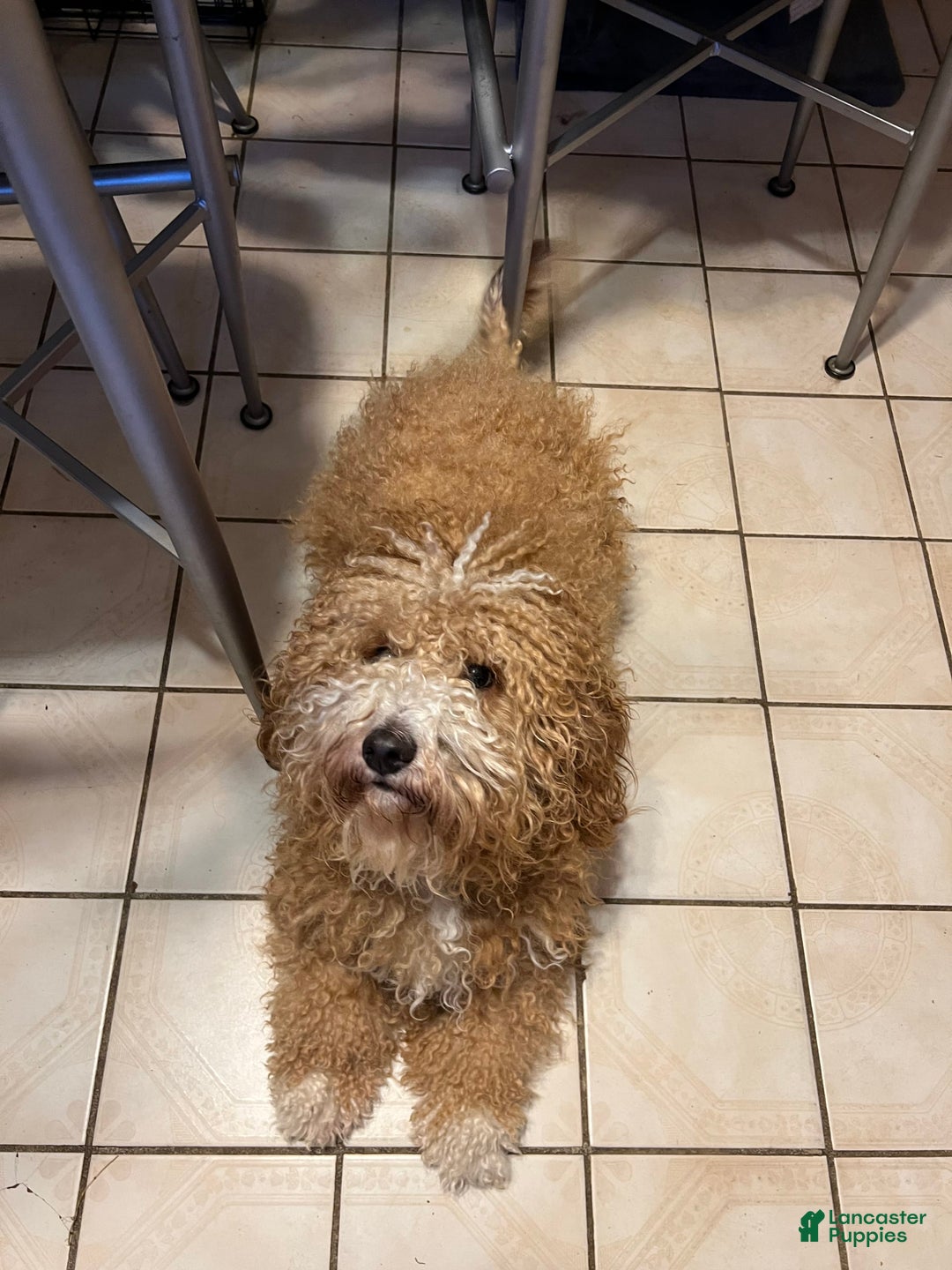 Portuguese Water Dog dogs for sale: Oliver - Image 9