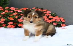 Shetland Sheepdog dogs for sale: Tommy - Image 2