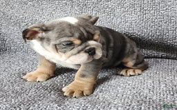 English Bulldog dogs for sale: Kelly - Image 4