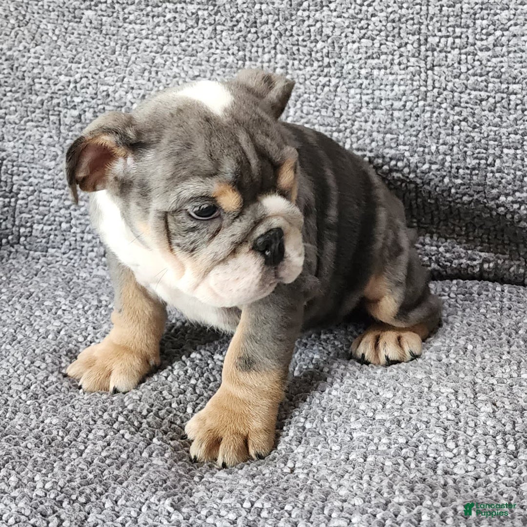 English Bulldog dogs for sale: Kelly - Image 4