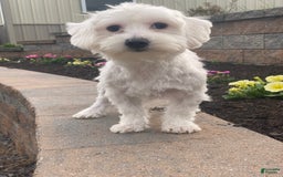 Coton De Tulear dogs for sale: Alfie - Image 2