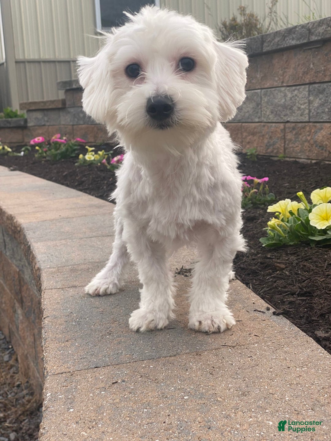 Coton De Tulear dogs for sale: Alfie - Image 2