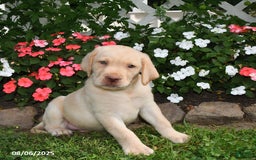 Labrador Retriever dogs for sale: Labrador Retriever 9 puppies - Image 5