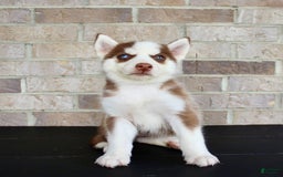 Siberian Husky dogs for sale: Addy - Image 6