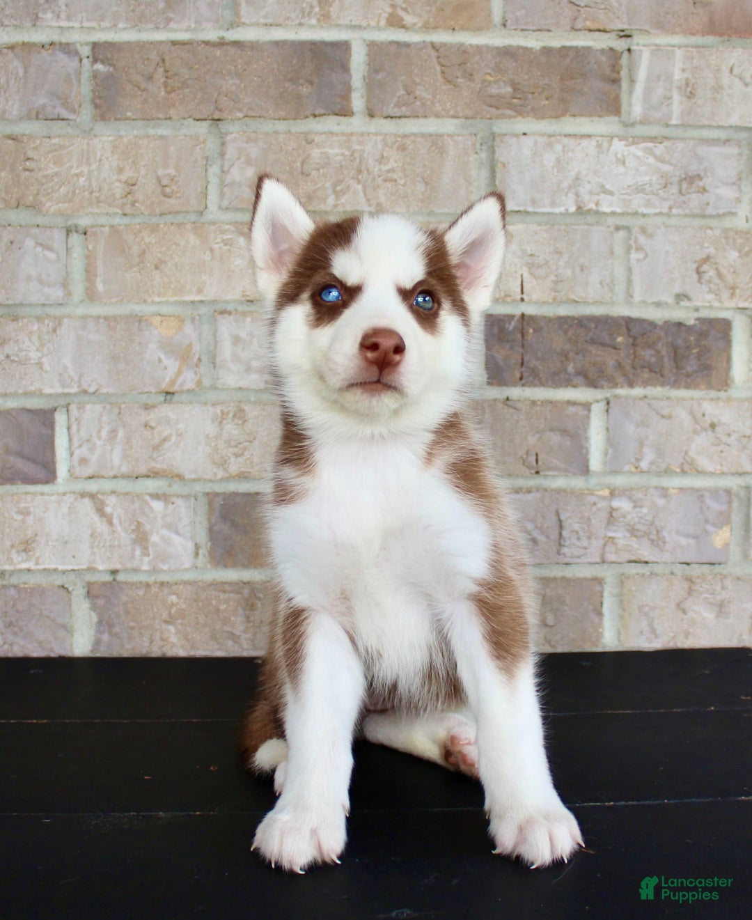 Siberian Husky dogs for sale: Addy - Image 6