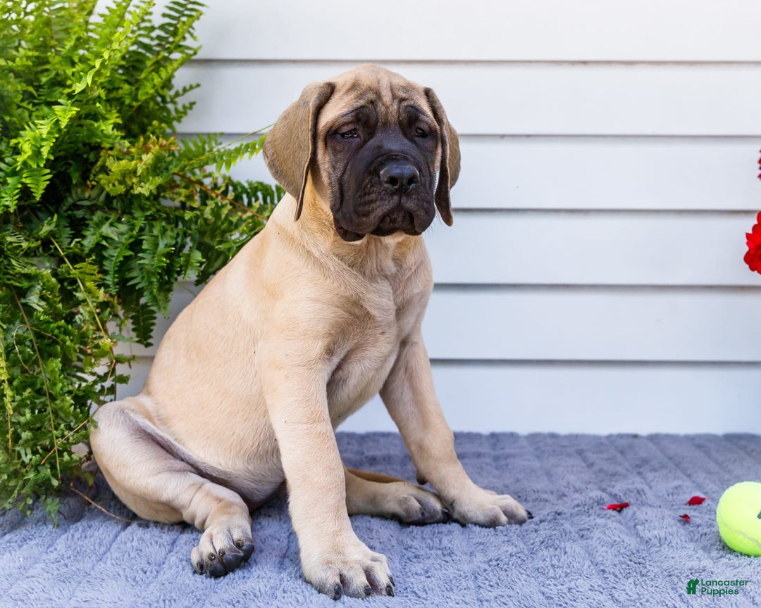 English Mastiff dogs for sale: Hazel - Image 18