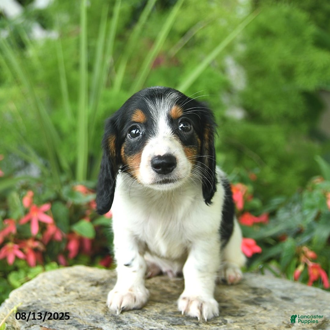 Dachshund dogs for sale: Dash - Image 3