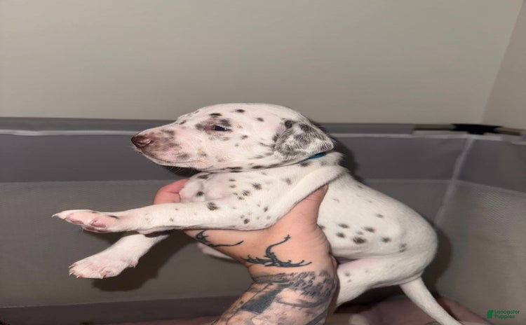 Dalmatian dogs for sale - Ad 1