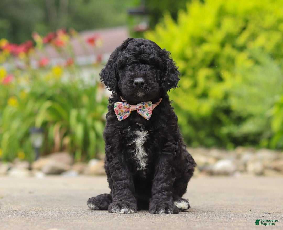 Newfypoo dogs for sale: Sasha - Image 2