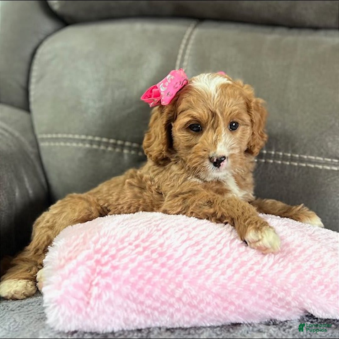 Mini Goldendoodle dogs for sale: Moxy - Image 2