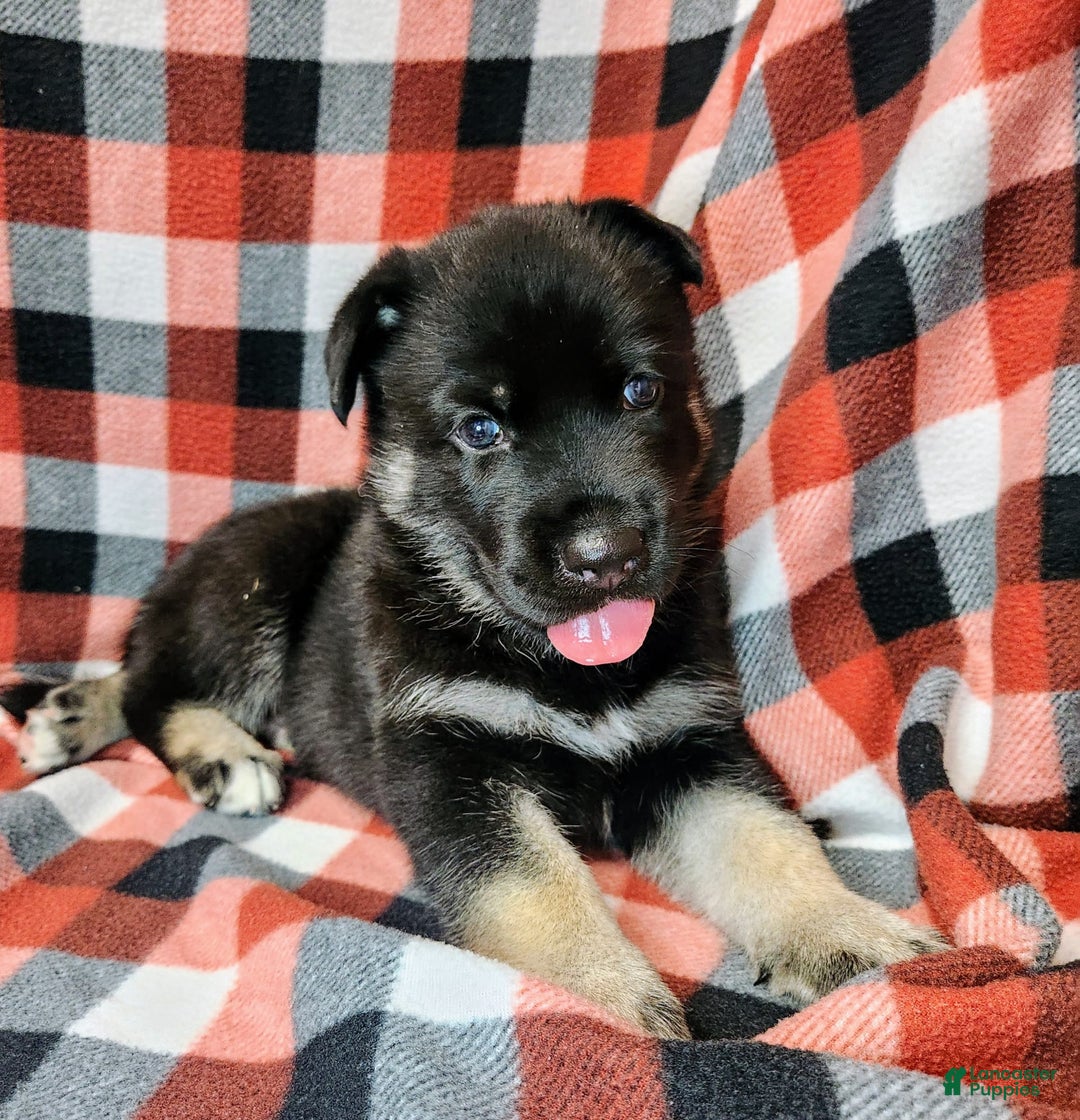 Gerberian Shepsky dogs for sale: Mateo - Image 5