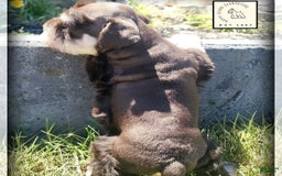 Miniature Schnauzer dogs for sale: Jack - Image 3