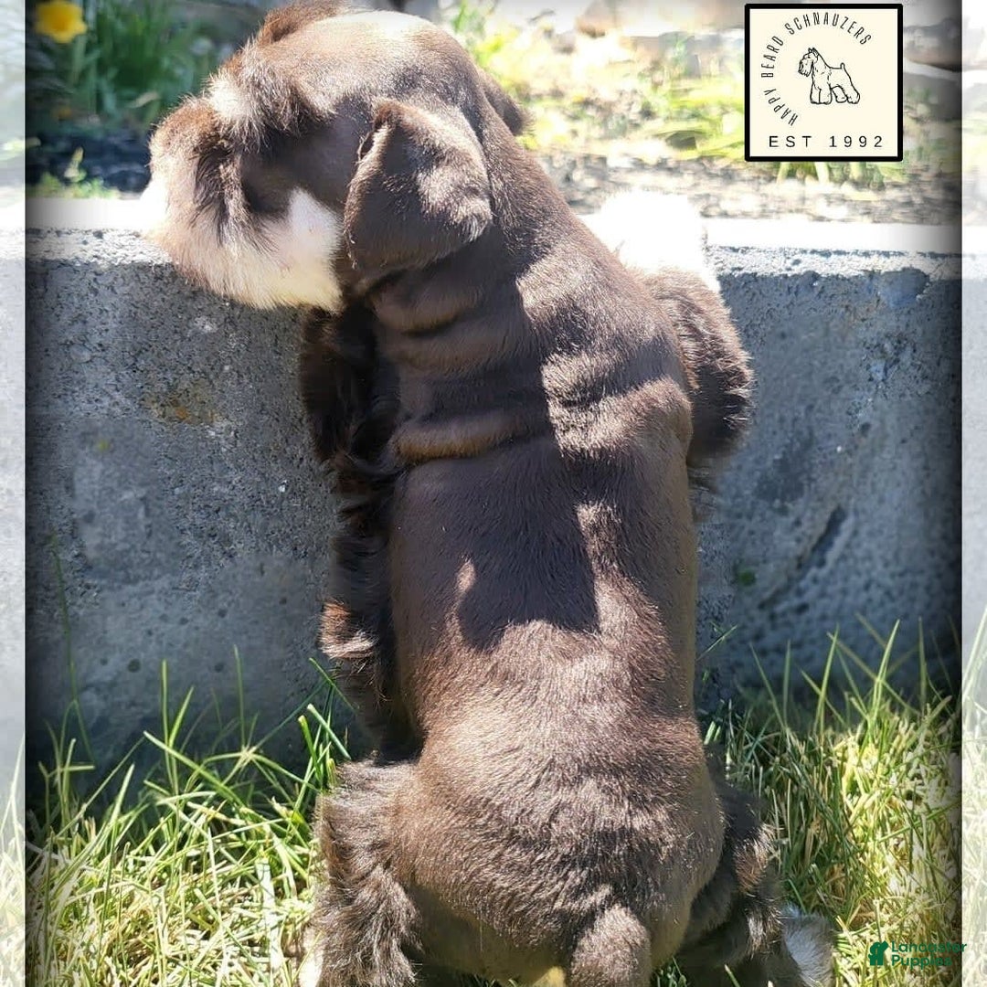 Miniature Schnauzer dogs for sale: Jack - Image 3