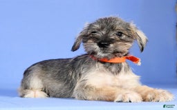 Miniature Schnauzer dogs for sale: Betty - Image 5