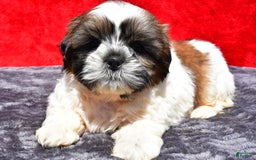 Shih Tzu dogs for sale: Isabella - Image 6