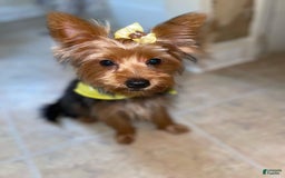 Yorkshire Terrier dogs for sale: Angel - Image 4